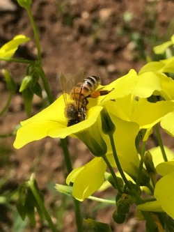 Watching bumble bee butts in the garden 🐝🐝