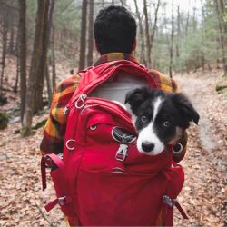 molten-chocolate: boredpanda:    “Camping With Dogs” Instagram