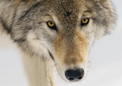 beautiful-wildlife:  Wild Yellowstone Wolf by Tom Leeson