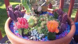 metamushroom:  added aquarium rocks to my cactus/succulent bowls