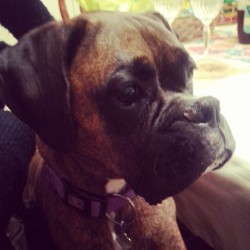 A very serious Easter with Darla #dogsofinstagram #boxersofinstagram