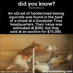 did-you-kno:  An old set of taxidermied boxing squirrels was