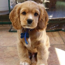 Cocker spaniel + Cavalier mix. Of I ever get a pup this is it.