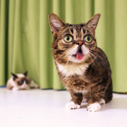 bublog:  BUB’s showing off again. 