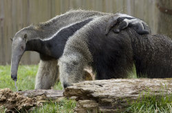 end0skeletal-undead:  Cyrano the Giant Anteater PupPhoto credit: