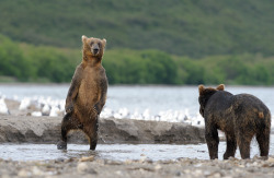 llbwwb:   Silly walk. by Igor Shpilenok 