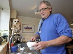 becausebirds:  “This guy who rescues owls has one that