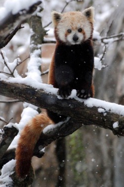 nonconcept:  Red Panda, by Smithsonian’s National Zoo. 