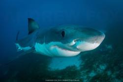 sharkmagician:  sharkhugger:  Via Rodney Fox Great White Shark