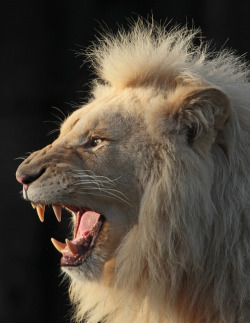 Moody (White Lion)