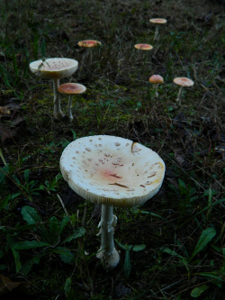 whismical:  toadstools