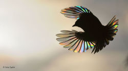 funkysafari:In this photo, the bird’s wing acts as a diffraction