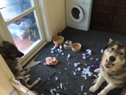 awwww-cute:I wonder which one of my pups killed the toy?