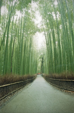 efidelity:  Arashiyama, Japan (by Lucian Marin)