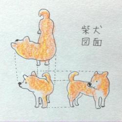 bibidebabideboo:  “しばいぬ 三面図。 http://t.co/KTGMTFCMww“ (雲がうまれるさんはTwitterを使っています)