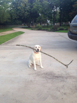 awwww-cute:  He was pretty damn proud 