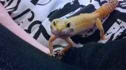 shoutthesewords:  I bought a gecko he’s called Gex ^_^