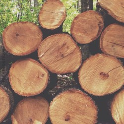 frameboutique:  Firewood #canadiansummers 