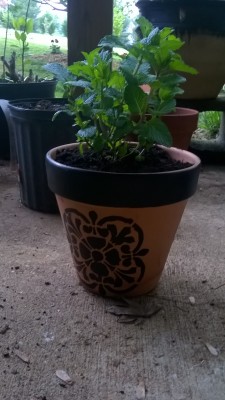Sweet mint in a pot I painted. The stenciling is smudged but