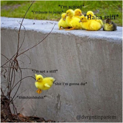 bookworm31:  Divergent ducks verson / @dvrgntinpanem on We Heart