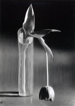 blackpicture:André Kertész Melancholic Tulip. Paris (1939)