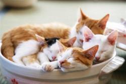 harperhug:  devildoll:  Step 12: Place uncovered bowl of kittens