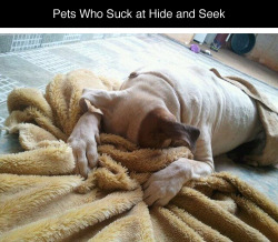 tastefullyoffensive:  Pets Who Are Terrible at Hide and Seek