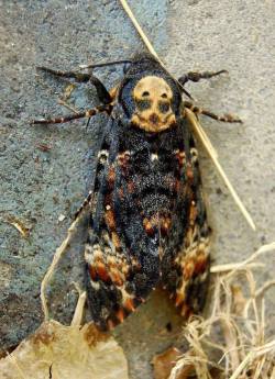 thefabulousweirdtrotters: The Death’s-head Hawkmoth. Awsome!