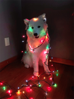 awwww-cute:Starting to look like the jolly holidays. (Source: