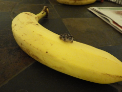 asteriskos: BREAKING NEWS: TINY TOAD SITS ON A BANANA 