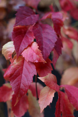 rivermusic:  October Creeper  photo by rivermusic, October 2015