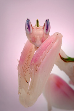 kevwaldo:  Orchid Mantis (Hymenopus coronatus) This species is