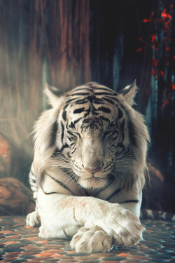 visualechoess: White tiger by Alexander Kharitonov  