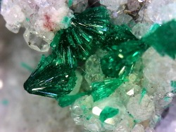 emeraldcityminerals:  Green dioptase (CuSiO3·H2O) on colorless
