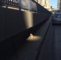 darkforestwarriors:  masterpost of cats who have a side quest