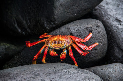 trynottodrown:  Sally Lightfoot Crab-Grapsus grapsus is a typically