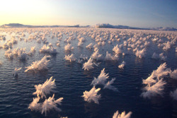 jtotheizzoe:  Frost Flowers Blooming in the Arctic Ocean are