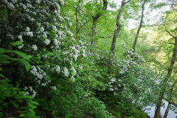 90377:  Kalmia latifolia, mountain laurel by Hugh and Carol Nourse