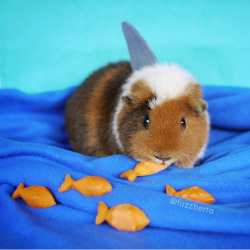 guineapiggies:  Shark Wheekvia fuzzberta