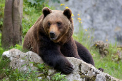 fuck-yeah-bears:  Resting by cwaddell