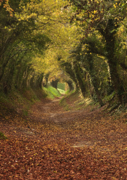 brutalgeneration:  Footpath to Halnaker Mill, West Sussex. (by