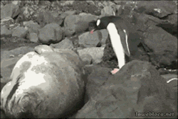 makeupandthingslove:  lawebloca:  Penguin Jumps On Sea Lion 