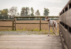 handsome dogs for you in these trying times