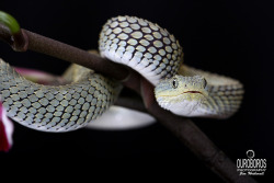 exotic-venom:   	Variable Bush Viper (Atheris squamigera) by