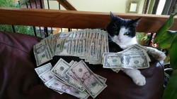 officialmaribelle:  This is the money cat, reblog in the next