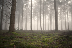 reverendbobbyanger:  Holland, December 2016Image, Reverend Bobby Anger