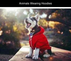 howthehoolychillz:  tastefullyoffensive:  Animals Wearing HoodiesPreviously: