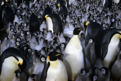 natgeofound:  Emperor penguin chicks huddle for warmth with other