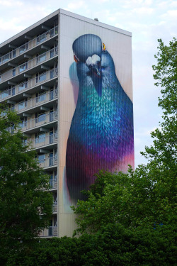 escapekit:Pigeon muralsDutch street artist Stefan Thelen aka