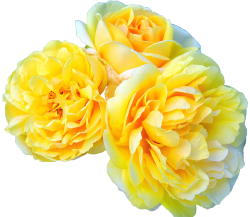 transparent-flowers:  Michelangelo : With its sweet lemony fragrance